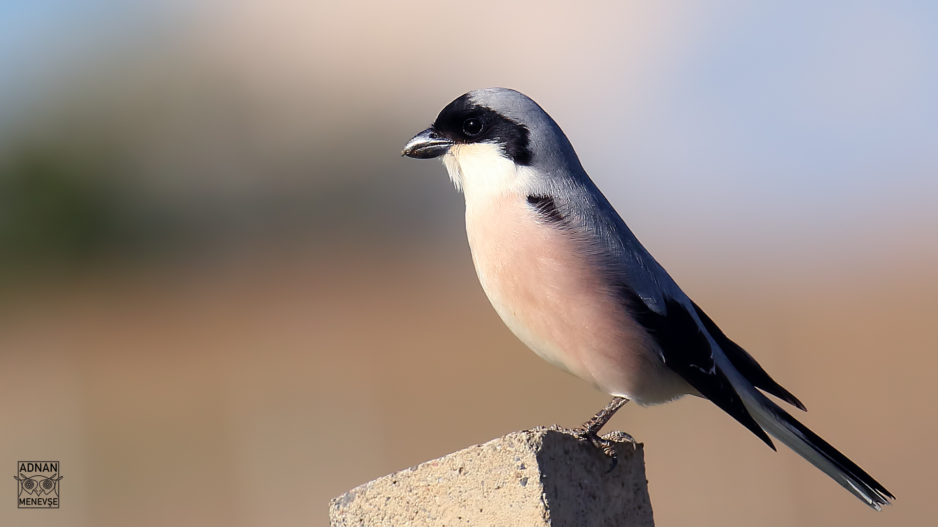 Lesser Gray Shrike